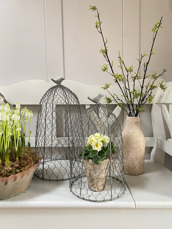 Chicken Wire Cloche - Coming Soon