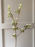 Waxflower Stem