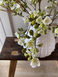 Waxflower Stem