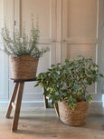 Scalloped edge basket