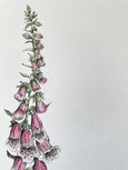 Foxglove Print