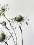 Daisy Print