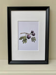 Figs Print