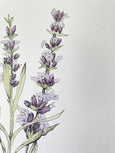 Lavender Print