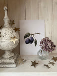 Plums Print