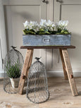 White Cyclamen