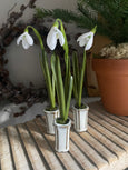 Faux Snowdrop