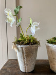 Faux potted Hellebore