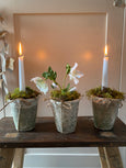 Faux potted Hellebore