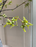 Green Berry Willow Stem