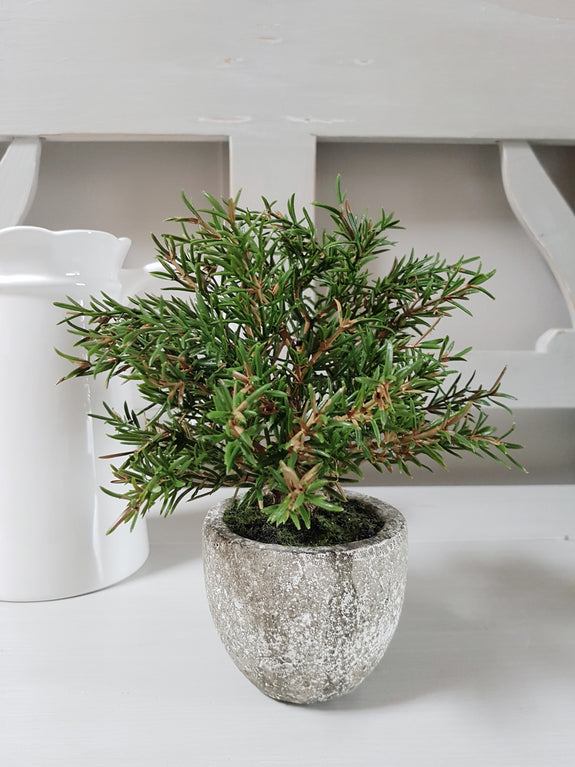 Faux Potted Rosemary Bush